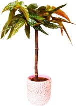 Begonia Albopicta Rosea Zeldzaam! Tamaya 50cm hoog