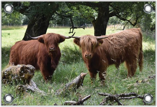 Tuinposter –Twee Schotse Hooglanders– 90x60 Foto op Tuinposter (wanddecoratie voor buiten en binnen)