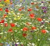foto van 3 x Bloemenzaden |Zaadjes Bloemen | Planten Tuin | Wilde bloemen mix |Eenjarige Bloeiers