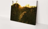 Herbe de Marram sur la lande | 150 x 100 cm | Toile pour l'extérieur | Peinture | Plein air | Tissu de jardin