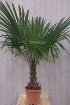 Winterharde Palmboom stamhoogte 30 cm en hoogte 150 cm
