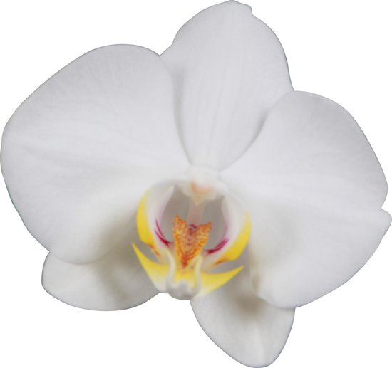Orchidee Wit | bol.com
