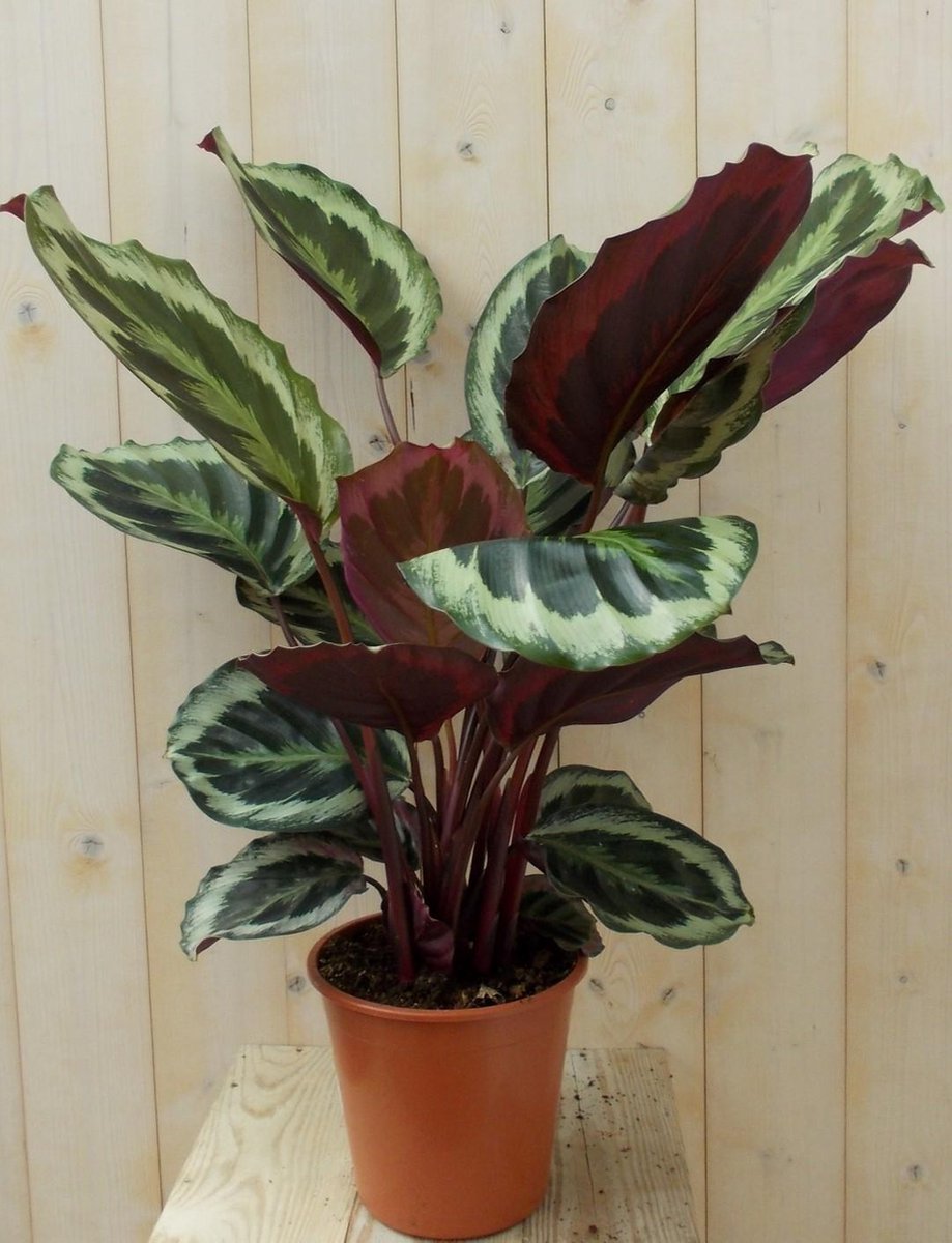 Calathea met grote bladeren donkergroen 60 cm