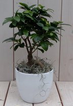 Bonsai Ficus microcarpa witte pot 30 cm