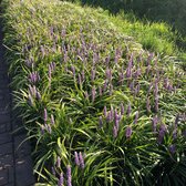 12x Liriope Moneymaker - Lily grass en pot 9x9cm