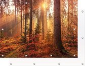 Tuinposter Bomen | 110 x 70 cm | PosterGuru