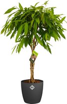 Kamerplant van Botanicly – Rubberboom incl. sierpot antraciet als set – Hoogte: 100 cm – Ficus binnendijkii Amstel King