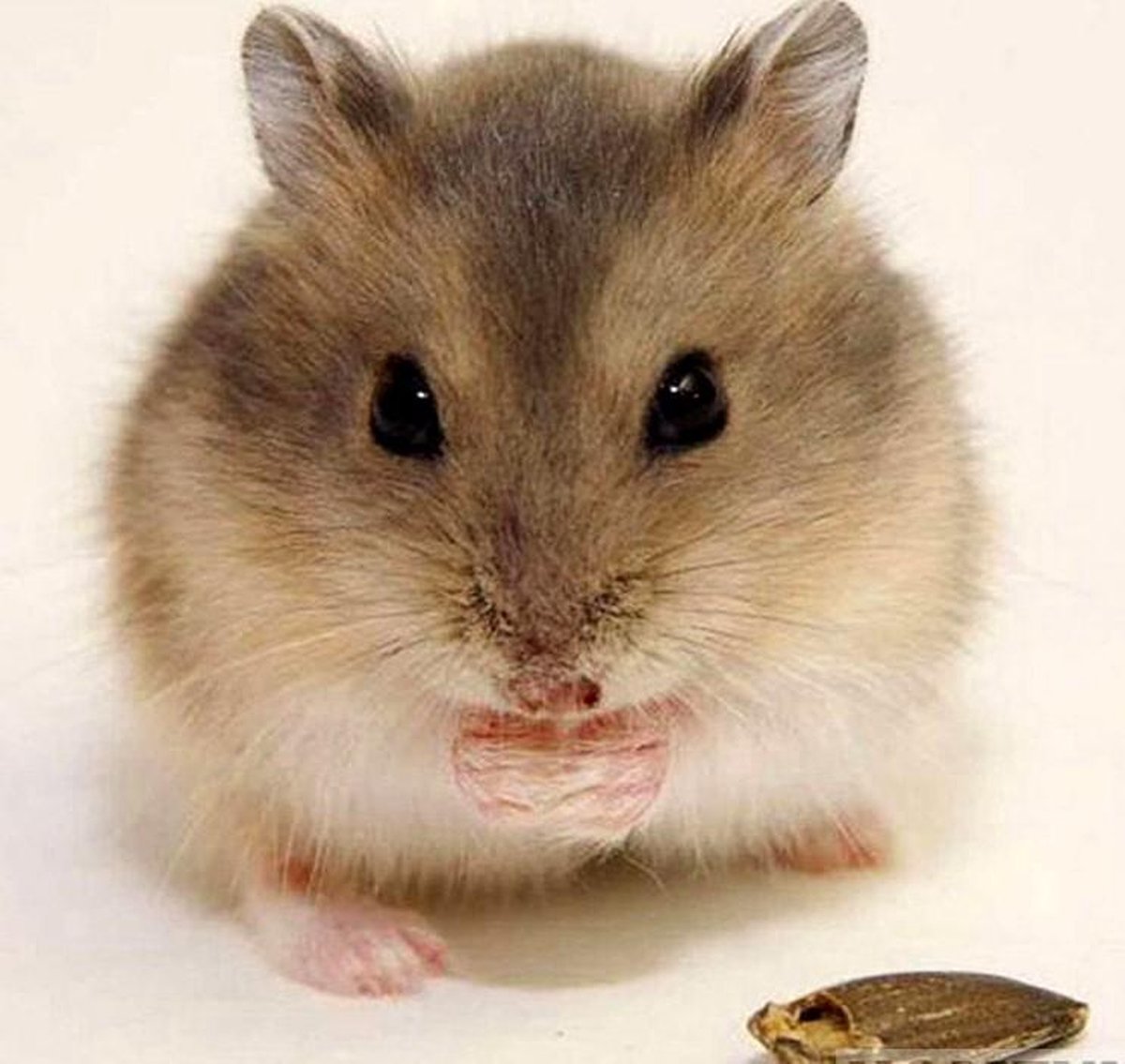 DiamondPaintingTotaal Diamond Painting Hamster - 40x40 cm - Vierkante steentjes