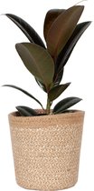 Kamerplant van Botanicly – Rubberboom in Zandkleurige stof pot als set – Hoogte: 25 cm, Ficus elastica Abidjan – Ficus elastica Abidjan