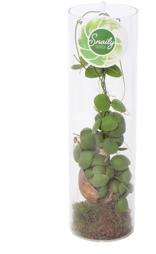 Snaily Dischidia | bol