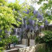 2x Wisteria 'Caroline' - Paarse regen - Set van 2 - ↑ 65-75cm - Ø 14cm