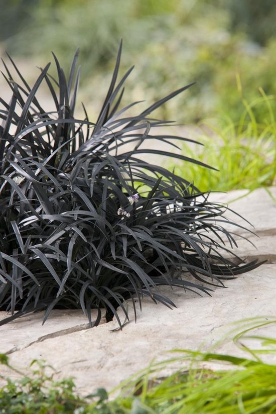 12x Ophiopogon planiscapus Niger - Zwart siergras - Slangenbaard