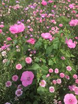 Veldbloemen zaad - Roze tinten 5 gram - 2,5 m2 - éénjarig bloemen mengsel - roze korenbloem