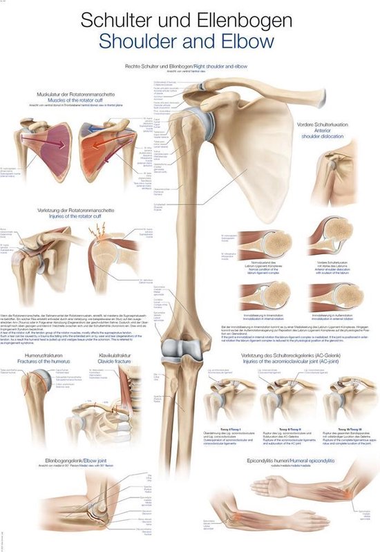 Het menselijk lichaam - anatomie poster schouder en elleboog (Duits/Engels/Latijn, papier, 50x70 cm)  + ophangsysteem