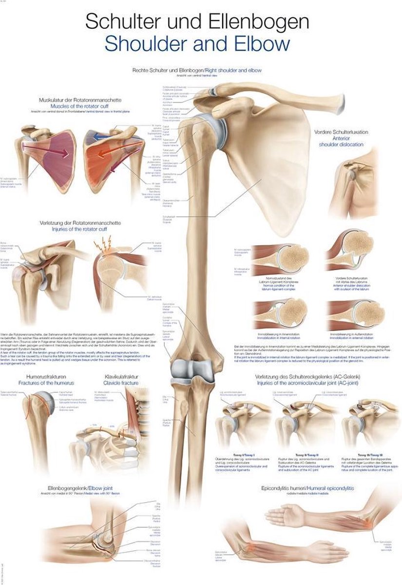 Het menselijk lichaam - anatomie poster schouder en elleboog (Duits/Engels/Latijn, papier, 50x70 cm) + ophangsysteem