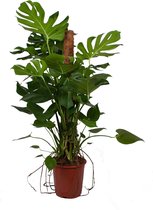 Kamerplant van Botanicly – Gatenplant – Hoogte: 120 cm – Monstera Deliciosa
