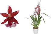 Orchidee van Botanicly – Cambria Orchidee rood – Hoogte: 59 cm, 3 takken, rood-witte bloemen – Cambria Barocco