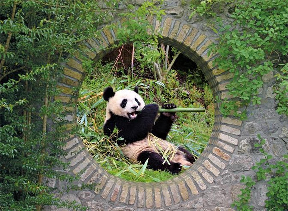 Tuindoek doorkijk - 130x95 cm - geheime tuin met liggende panda - tuinposter - tuin decoratie - tuinposters buiten - tuinschilderij