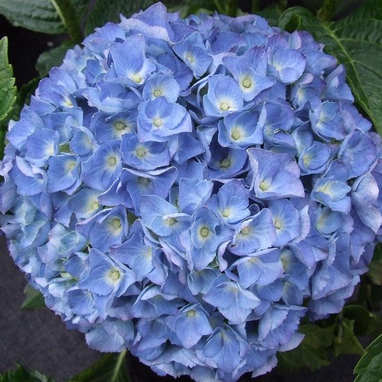 Hydrangea Magical 'Coral Blue' - Hortensia blauw - ↑ 25-35cm - Ø 23cm
