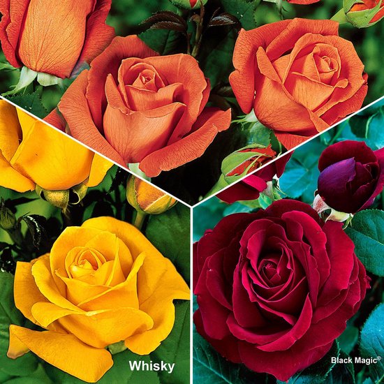 Rosa Super Star - Grootbloemige rozen 3 gemengde kleuren - struik ↑ 25-30cm  - Ø 12cm | bol.com