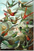 Botanische Vogels Groenrijk – 45x30cm - VIERKANT – HQ Diamond Painting - volledig dekkend - Diamant Schilderen – voor Volwassenen – vogel – dieren