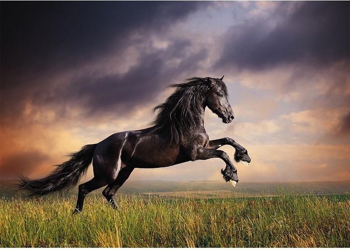 Verloren hart Hoe versneller Dieren poster zwart paard galopperend A1 - 84 x 59 cm - Kinderkamer  decoratie posters... | bol.com