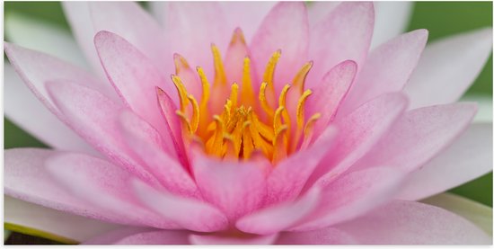 Poster Glanzend – Zachtroze Lotus Bloem - 100x50 cm Foto op Posterpapier met Glanzende Afwerking