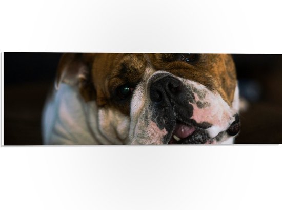 WallClassics - PVC Schuimplaat - Bruin met Witte Hond met een Snoepje in zijn Mond - 60x20 cm Foto op PVC Schuimplaat (Met Ophangsysteem)