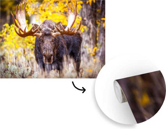 Papier peint - Papier peint photo peint - Orignal dans un paysage d'automne - Largeur 325 cm x hauteur 260 cm