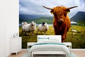 Behang - Fotobehang Schotse hooglander - Licht - Schapen - Breedte 360 cm x hoogte 260 cm