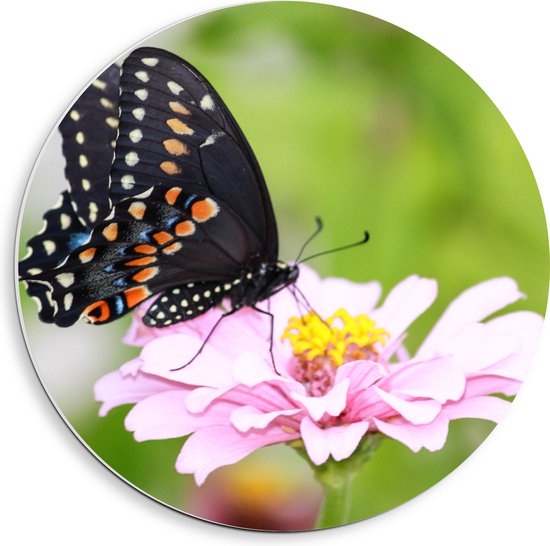 PVC Schuimplaat Muurcirkel - Zwart met Oranje Papilio Vlinder op Lichtroze Bloem - 40x40 cm Foto op Muurcirkel (met ophangsysteem)