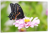 Tuinposter – Zwart met Oranje Papilio Vlinder op Lichtroze Bloem - 120x80 cm Foto op Tuinposter (wanddecoratie voor buiten en binnen)