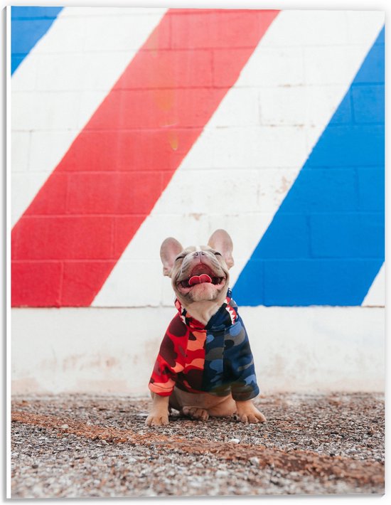 WallClassics - PVC Schuimplaat - Blije Hond met Trui en Kleurrijke Achtergrond - 30x40 cm Foto op PVC Schuimplaat (Met Ophangsysteem)