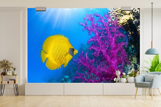 Papier peint Papier peint photo en vinyle - Un papillon corail jaune à côté d'un corail mou joliment coloré dans la mer Rouge largeur 390 cm x hauteur 260 cm - Tirage photo sur papier peint (disponible en 7 tailles)