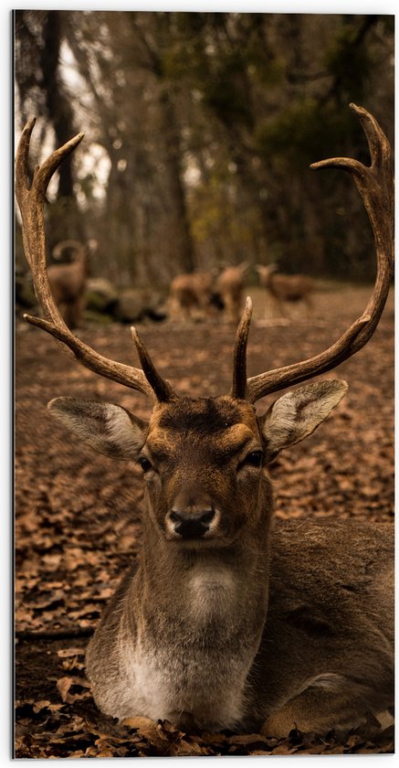 WallClassics - Dibond - Bruin Edelhert Zittend in het Bos - 50x100 cm Foto op Aluminium (Met Ophangsysteem)