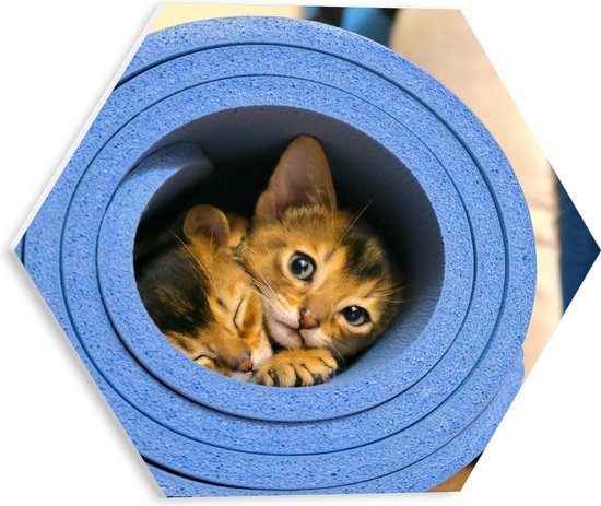 WallClassics - PVC Schuimplaat Hexagon  - Twee Katten in Blauwe Rol - 30x26.1 cm Foto op Hexagon (Met Ophangsysteem)