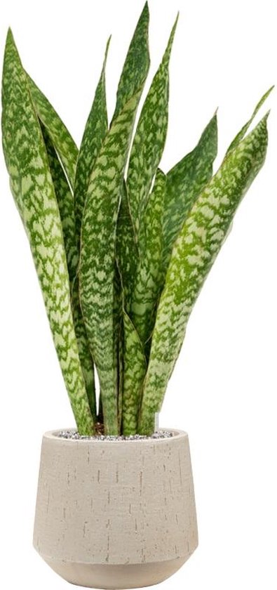 Sansevieria Fernwood Mikado | Vrouwentong 60cm kopen Sansevieria Fernwood Mikado | Vrouwentong 60cm kopen
