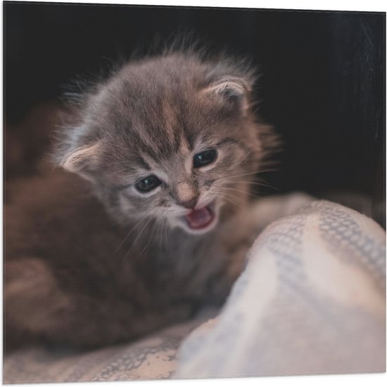 WallClassics - Vlag - Lieve Kleine Kitten - 80x80 cm Foto op Polyester Vlag