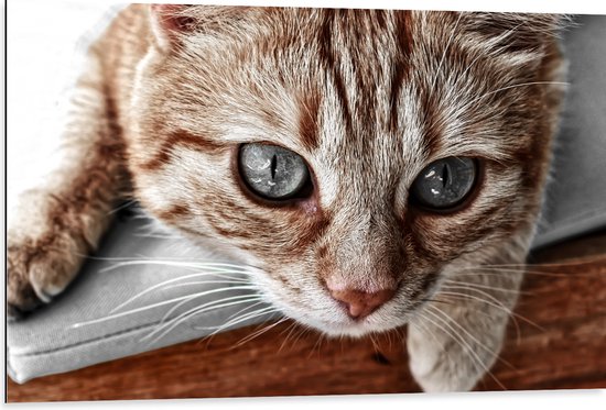 WallClassics - Dibond - Nieuwschierige Kat - 105x70 cm Foto op Aluminium (Met Ophangsysteem)