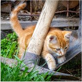 WallClassics - Poster (Matte) - Chaton dans le Jardin - 50x50 cm Photo sur Papier Poster d'aspect Mat