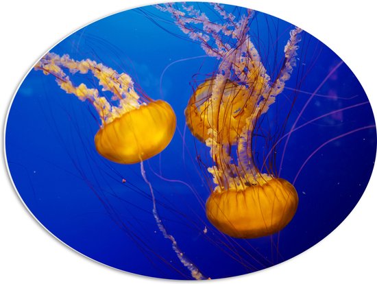 PVC Schuimplaat Ovaal - Oranje Kwallen in Oceaan - 68x51 cm Foto op Ovaal (Met Ophangsysteem)