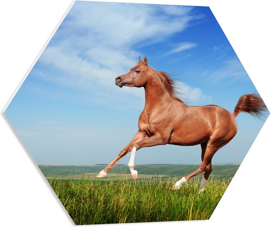 PVC Schuimplaat Hexagon - Rood Arabisch Paard met Blauwe Lucht - 60x52.2 cm Foto op Hexagon (Met Ophangsysteem)
