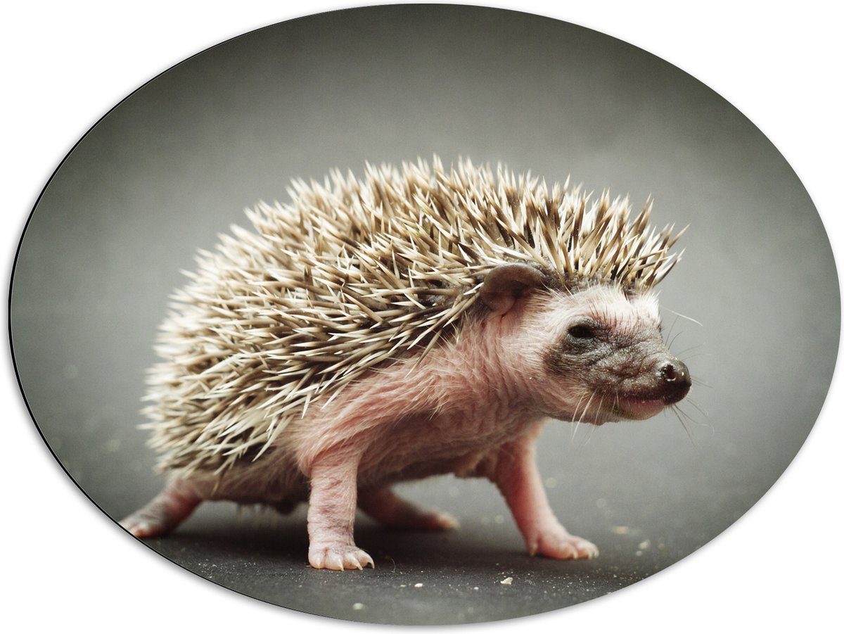 Dibond Ovaal - Kleine Baby Egel - 80x60 cm Foto op Ovaal (Met Ophangsysteem)