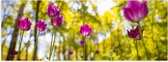 Poster Glanzend – Tulpen bij Elkaar in een Bos - 90x30 cm Foto op Posterpapier met Glanzende Afwerking