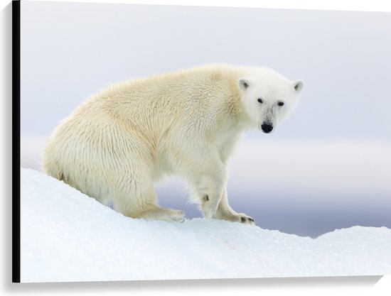 Canvas - IJsbeer in de Spitsbergen - 100x75 cm Foto op Canvas Schilderij (Wanddecoratie op Canvas)