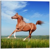 Dibond - Rood Arabisch Paard met Blauwe Lucht - 50x50 cm Foto op Aluminium (Wanddecoratie van metaal)