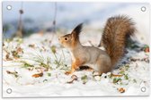 Tuinposter – Rode Eekhoorn op de Sneeuw - 60x40 cm Foto op Tuinposter (wanddecoratie voor buiten en binnen)