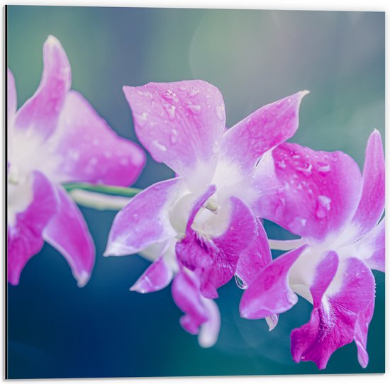 Dibond - Orchidee Bloemen met Waterspetters - 50x50 cm Foto op Aluminium (Wanddecoratie van metaal)