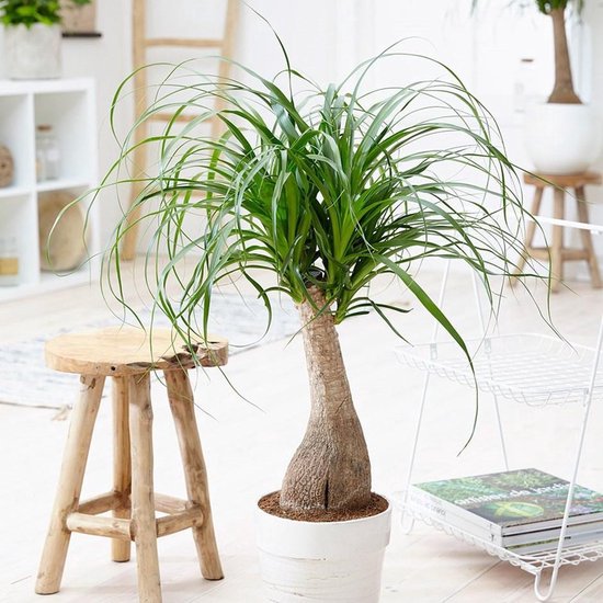 Olifantenpoot | Beaucarnea 60cm bestellen en bezorgen door