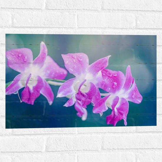 Muursticker - Orchidee Bloemen met Waterspetters - 60x40 cm Foto op Muursticker